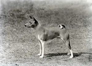 Basenji: Basenji - Ch. Andersley Atlantic