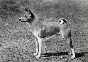 Basenji: Basenji - Ch. Andersley Atlantic