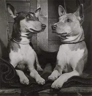Basenji: Two Basenji dogs