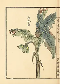 Musa: Bashou or Japanese banana tree, Musa basjoo