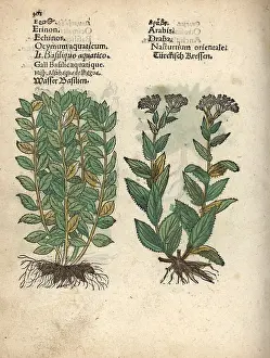 Lepidium: Basil, Ocimum basilicum, and whitetop or hoary