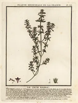 Plante Medicinale De La France: Basil thyme, Clinopodium acinos