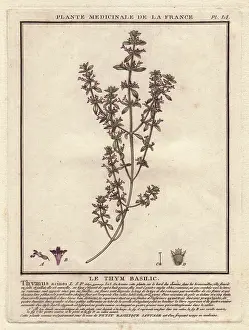 Thyme: Basil thyme or wild basil, Acinos arvensis