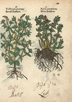 Minus: Basil varieties, Ocimum basilicum