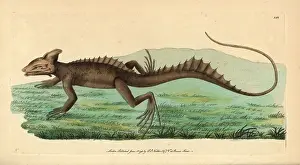 Basilisk: Basilisk, Basiliscus basiliscus