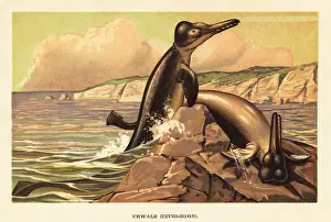F. John: Basilosaurus cetoides, prehistoric whale