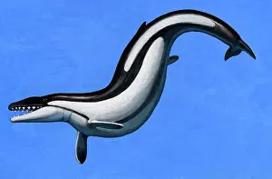 Acrylic: Basilosaurus, a marine mammal that lived in the Late Eocene