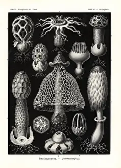 Glitsch: Basimycetes mushrooms and puffballs
