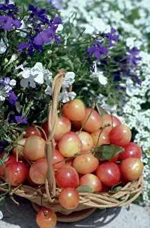 Nora: Basket of Cherries ? with flowers