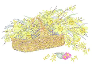Jasmine: A Basket of Daffodils with Jasmine