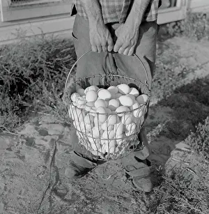 Wolcott: Basket full of eggs