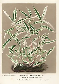 Panicum: Basket grass, Oplismenus hirtellus