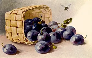 Hovers: Basket of Plums