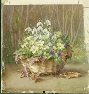 Snowdrop: Basket of Primroses, Snowdrops and Violets