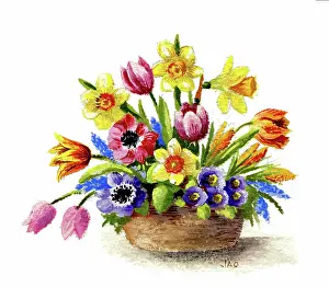 Narcissi: Basket of spring flowers