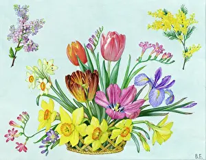 Mimosa: Basket of Spring Flowers - jonquil, daffodils