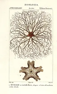 Physalis: Basket star or gorgon's head, Astrocladus euryale