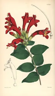Pulcher: Basket vine, Aeschynanthus pulcher