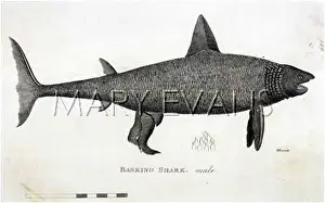 Basking: BASKING SHARK/1804