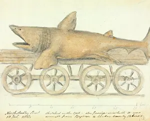 Elasmobranch: Basking shark
