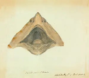 Chondrichthyes: Basking shark