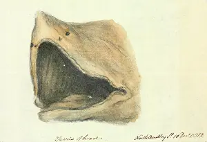 Elasmobranch: Basking shark