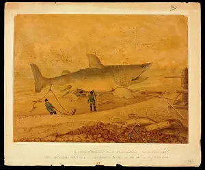 Elasmobranch: Basking shark taken at Brighton 5 Dec 1812
