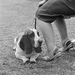Basset: Basset Hound