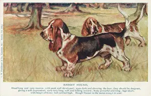 Basset: Basset Hound
