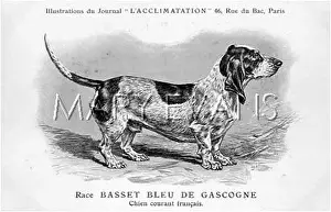 Gascogne: Basset Hound Dog