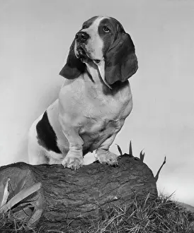 Basset: Basset hound on a log