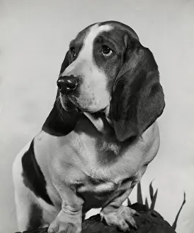 Basset: Basset hound on a log