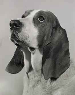 Basset: Basset hound looking up