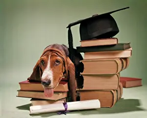 Mortarboard: Basset Hound Looking at Camera Resting Head on