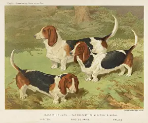 Basset: BASSET HOUND (SHAW)