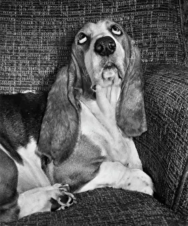 Basset: Basset hound on a sofa