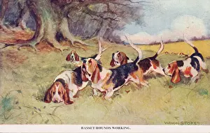 Basset: Basset Hounds