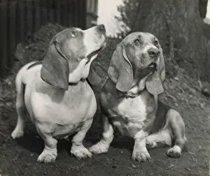 Basset: Two Basset hounds