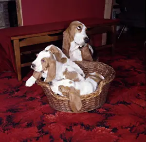 Basset: Four Basset hounds with basket