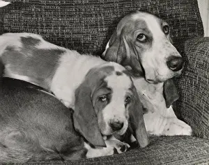 Basset: Two Basset hounds in a chair