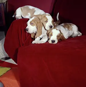 Basset: Three Basset hounds sleeping on a sofa