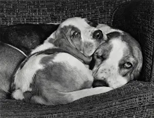 Basset: Two Basset hounds on a sofa