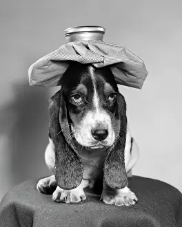 Drooping: BASSETT HOUND DOG WITH ICE PACK ON HEAD