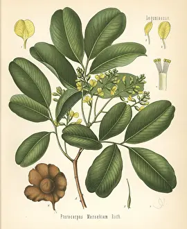 Teak: Bastard teak, Pterocarpus marsupium