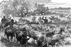 Basuto: Basuto Gun War, 1880 - - cattle recovered