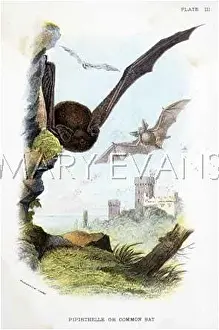 Pipistrellus: BAT/AFTER/NAT. LIB