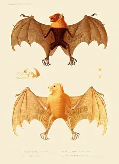 Tonga: Bat Anatomy