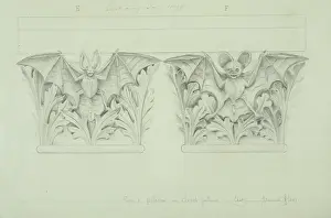Chiroptera: Bat design
