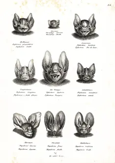 Megaderma: Bat heads