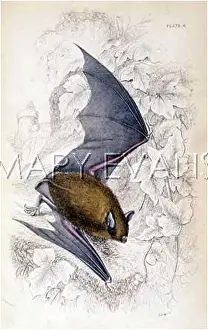 Reddish: BAT/REDDISH GREY/NL